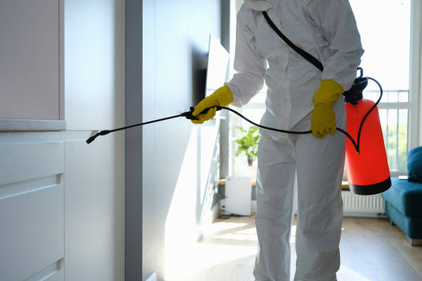 Best DIY Mold Remediation Support Services in Cedar Bluff, VA