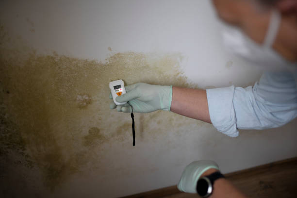 Best Localized Mold Remediation (e.g., coastal areas, humid climates) in Cedar Bluff, VA