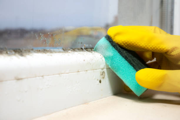 Best Industrial Mold Remediation in Cedar Bluff, VA