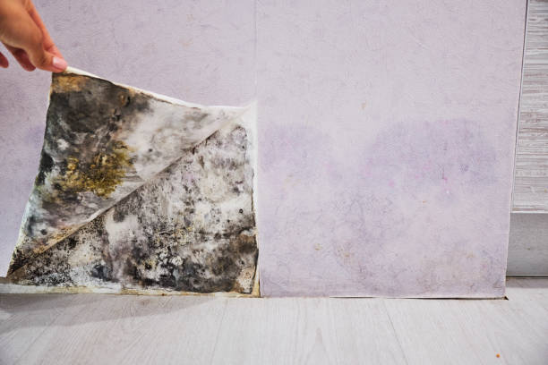 Best Mold Remediation for Specific Building Types in Cedar Bluff, VA